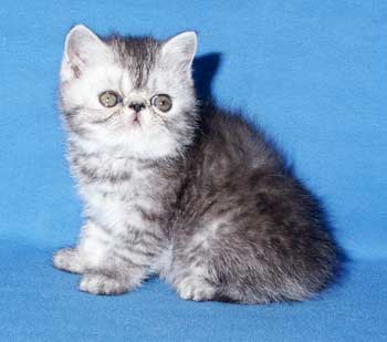 Silver tabby